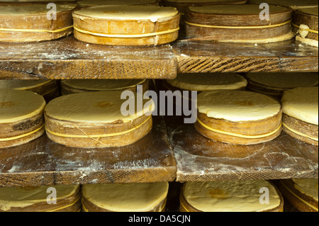 La Svizzera, Europa, Vaud, Saint George, cibo, formaggio, la tradizione, la fabbrica di formaggio, artigianato, AOC, Vacherin Mont-d'Or, il latte prodotto, Foto Stock