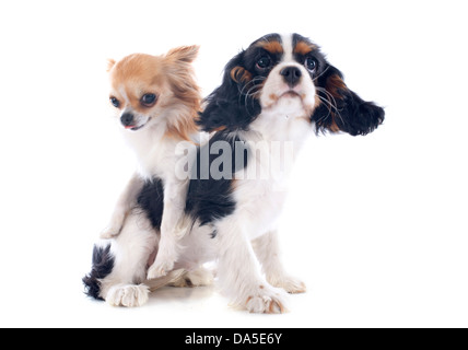Giovani Cavalier King Charles con un chihuahua davanti a uno sfondo bianco Foto Stock