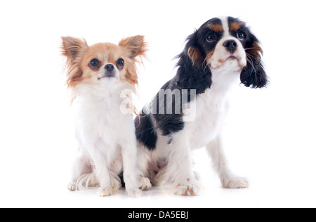 Giovani Cavalier King Charles con un chihuahua davanti a uno sfondo bianco Foto Stock