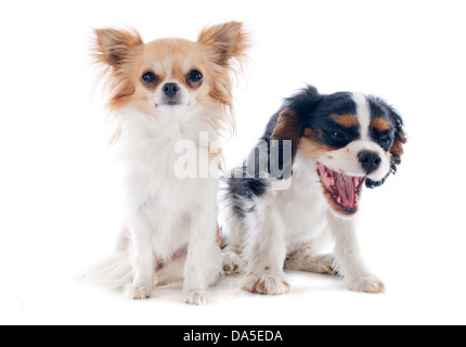 Chihuahua e giovani Cavalier King Charles di fronte a uno sfondo bianco Foto Stock