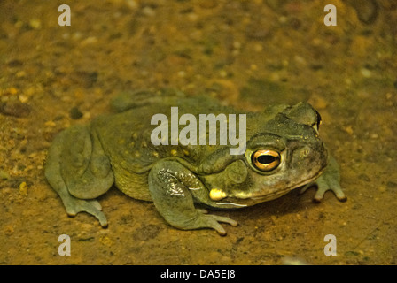 Deserto Sonoran toad, bufo alvarius, Toad, animale, STATI UNITI D'AMERICA, Stati Uniti, America Foto Stock