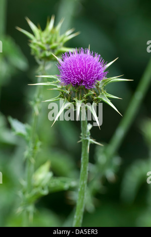 Silybum marianum (latte Thistle) Foto Stock