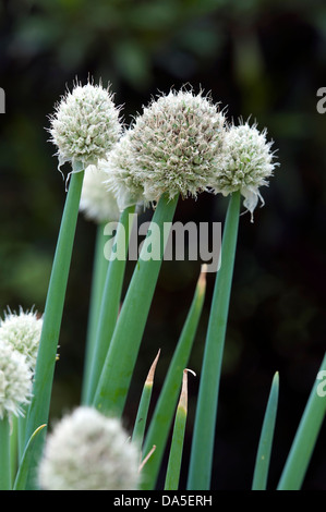 Allium fistulosum - Welsh Onion Foto Stock