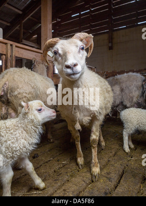 Pecora e agnello all'interno di un fienile, Islanda Foto Stock
