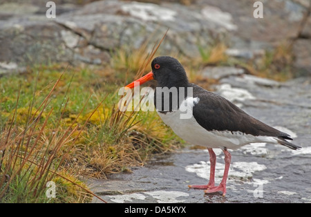 Oyster Catcher (Haematopus ostralegus) a Loch edge durante il tempo umido Foto Stock