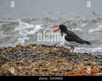 Oyster Catcher (Haematopus ostralegus) rovistando tra le alghe marine Foto Stock