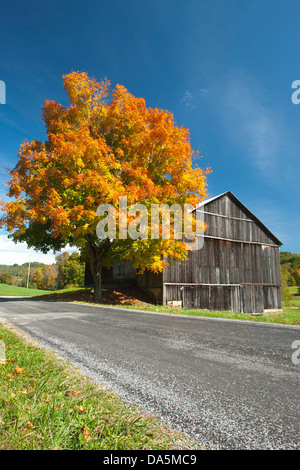 Caduta delle Foglie COUNTRY ROAD INDIANA COUNTY PENNSYLVANIA USA Foto Stock