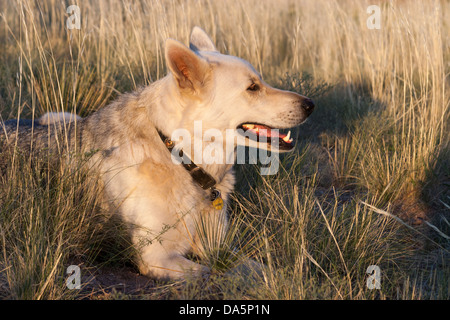Wolfdog (bianco Pastore Tedesco - Wolf cross) all'aperto sul ranch Foto Stock