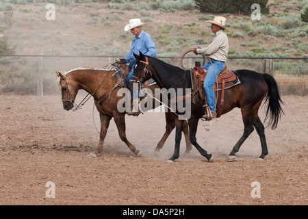 Cowboys su corda di avvolgimento a cavallo dopo la pratica di roping in un Corral all'aperto Foto Stock