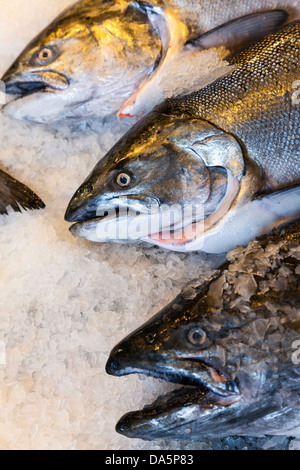 Fresh Alaskan salmone King display di pesce su ghiaccio a pescivendoli di stallo del mercato Foto Stock