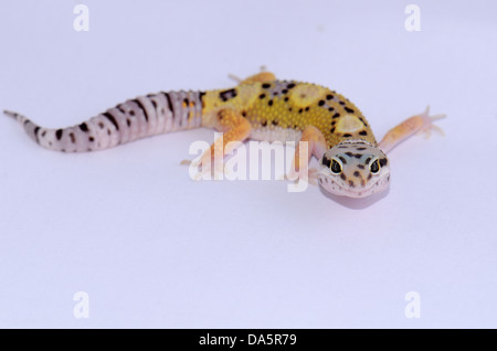 Bellissimo il novellame di leopard gecko (Eublepharis macularius) come il PET Foto Stock