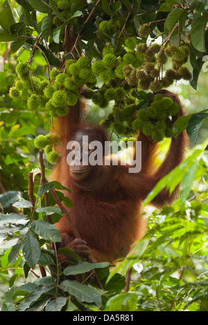 Giovane orangutano selvatico (Pongo pygmaeus) appeso da albero di rambutan a Camp Leakey. Specie criticamente minacciate Foto Stock