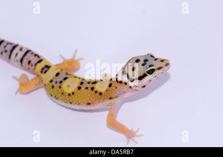 Bellissimo il novellame di leopard gecko (Eublepharis macularius) come il PET Foto Stock