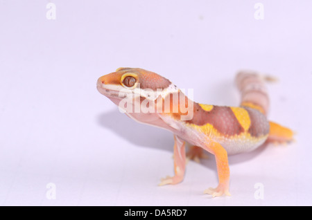 Bella campana giovanile albino leopard gecko (Eublepharis macularius) come il PET Foto Stock