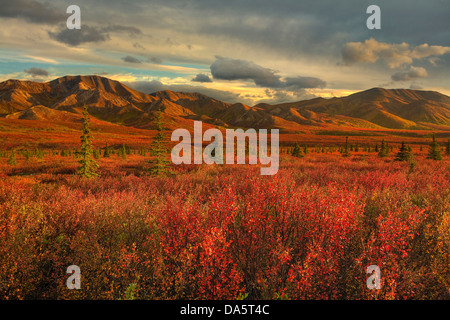 Stati Uniti d'America, Stati Uniti, America, Alaska, Denali National Park, natura, paesaggio, colore, montagne, Scenic, scenario, alberi, tundra, Foto Stock