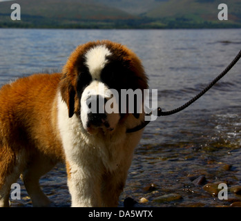 San Bernardo cucciolo nel lago di raffreddamento Foto Stock