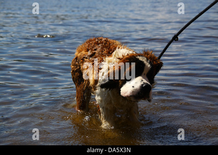 San Bernardo cucciolo agitando l'acqua nel lago Foto Stock