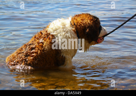 San Bernardo cucciolo seduto nel lago di raffreddamento Foto Stock