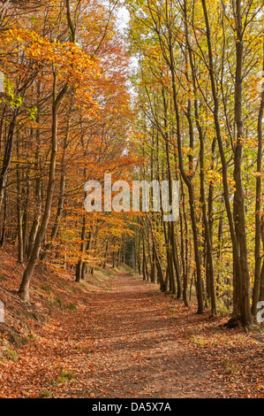 Pezzata autunno la luce solare su una tranquilla, deserte percorso in arancione marrone caduta foglie in scenic woodland - Lindley legno, North Yorkshire, Inghilterra, Regno Unito. Foto Stock