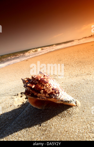 Shell sulla sabbia sotto il cielo al tramonto Foto Stock