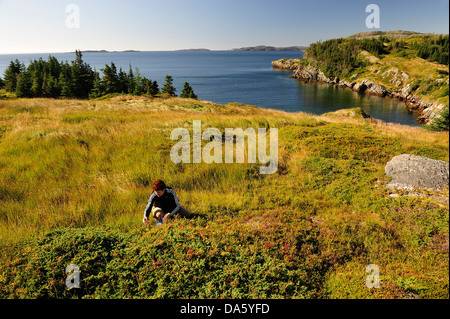 Costa scoscesa, Nuova Bonaventura, Terranova, Canada, mare, rocce, paesaggio, donna, picking, bacche, mirtilli Foto Stock