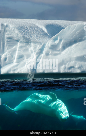 Beluga, balena, Delphinapterus leucas, Iceberg, Twillingate, Terranova, Canada, ghiaccio, natura Foto Stock