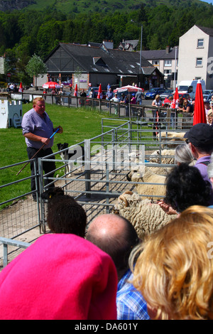 Sheepdog dimostrazione Aberfoyle Scozia Scotland Foto Stock