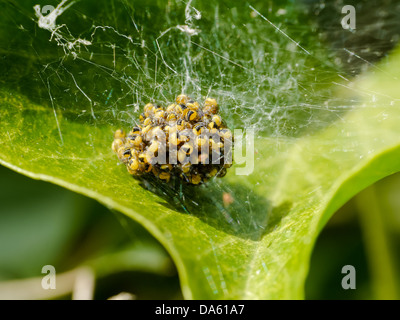 Un Nido di baby garden spiderlings su una foglia Foto Stock