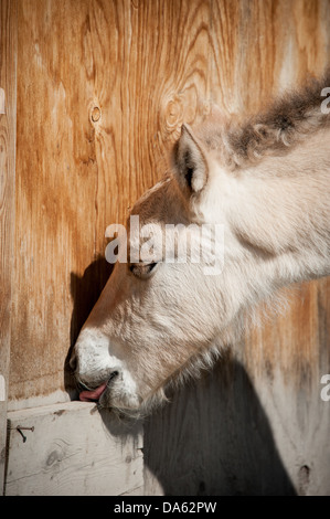 Un fiordo horse colt lambisce sul lato della stalla a Stevensville, nel Montana. Foto Stock