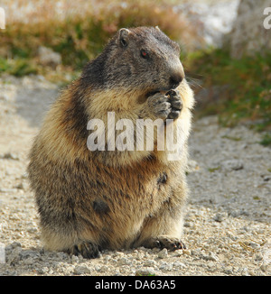 Una marmotta europea, un membro della massa famiglia scoiattolo, seduto sul suo haunches mangiare e molto carino Foto Stock
