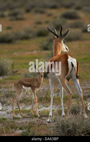 Springbok fulvo e madre ( Antidorcas marsupialis ), il Parco Nazionale di Etosha, Namibia, Africa Foto Stock