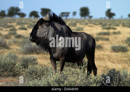 Blue GNU (Connochaetes taurinus), il Parco Nazionale di Etosha, Namibia, Africa Foto Stock