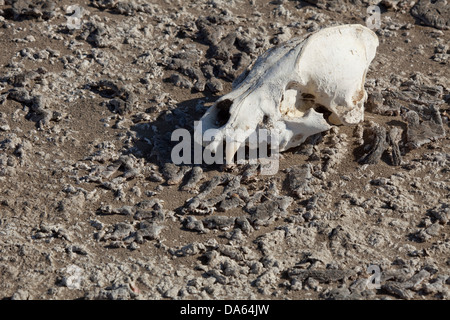 La iena, cranio, osso, deserto Danakil, Africa, Gibuti, Foto Stock