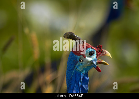 Helmeted Faraone (Numida meleagris), il Parco Nazionale di Etosha, Namibia, Africa Foto Stock