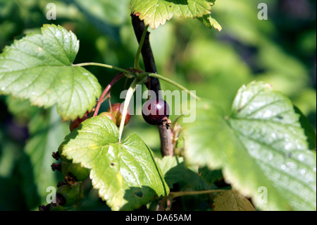 RIBES NERO Foto Stock