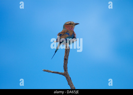 Lilla-breasted rullo (Coracias caudatus), il Parco Nazionale di Etosha, Namibia, Africa Foto Stock