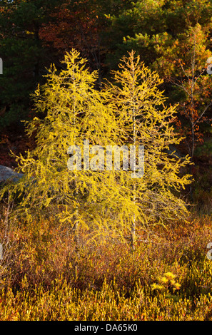 Due Golden larici nel primo colore. Muskoka, Ontario, Canada. Foto Stock