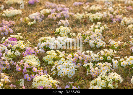 Fiori, giardino, fiore, Svizzera, Europa, Prato, primule, molla Foto Stock