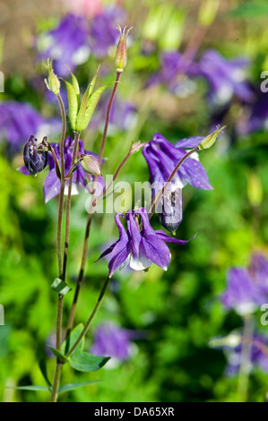 Una chiusura di tre viola a forma di campana columbine fiori in un giardino. Foto Stock