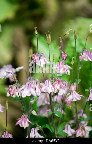 Una chiusura del viola e bianco, fiori a forma di campanella di un impianto di columbine in un giardino. Foto Stock