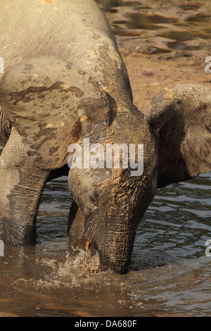 Loxodonta cyclotis, Loxodonta africana cyclotis, animale mammifero, African Forest Elephant, Foresta Elephant, elefante, foresta di clea Foto Stock