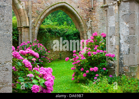 Abbaye de Beauport, Paimpol, Francia, Europa, Bretagna, dipartimento Côtes d'Armor, chiostro rovine, chiostro, rovine, fiori, hydra Foto Stock