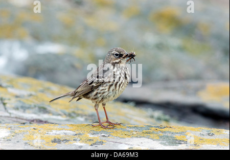 Rock pipit,Anthus spinoletta,con il cibo,northumberland Foto Stock