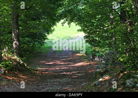 Tunnel nel mezzo della fitta foresta di alberi in montagna Foto Stock