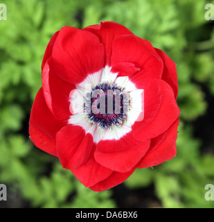 Papavero rosso è un fiore o la fioritura delle piante della famiglia Papaveraceae Foto Stock