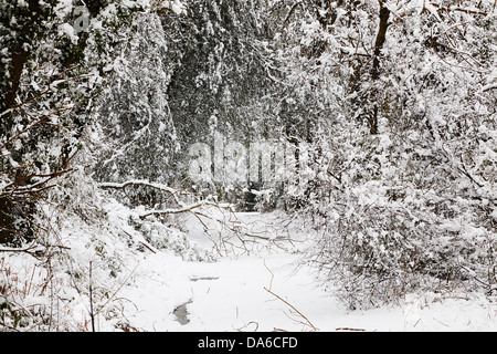 Un bosco nella neve, vicino a Longburton, in campagna vicino Sherborne, Dorset, Gran Bretagna. Foto Stock