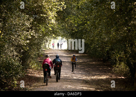 I ciclisti e gli escursionisti e gli amanti del jogging fanno la loro strada attraverso un tunnel di Holly su un percorso di ciclo in Sutton Park. Foto Stock