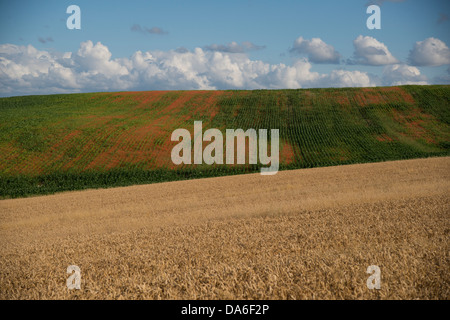 Cornfield e un campo di papaveri Foto Stock