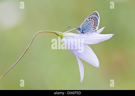 Comune (blu Polyommatus icarus) arroccato su una campanula (Campanula) Foto Stock