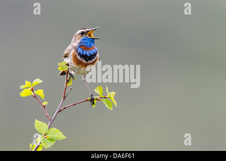 Pettazzurro (Luscinia svecica svecica), cantando maschio Foto Stock